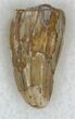 Dimetrodon Tooth - Texas #33599-1